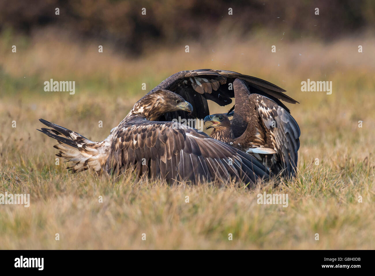 Des pygargues à queue blanche, Pologne / (Haliaeetus albicilla) Banque D'Images