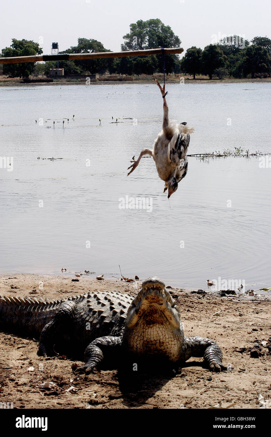 Les crocodiles sacrés de Sabou au Burkina Faso Banque D'Images