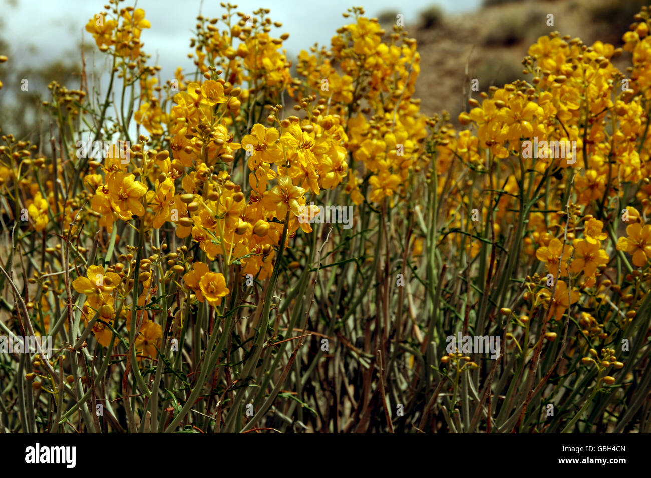 Fleurs du désert jaune Banque D'Images