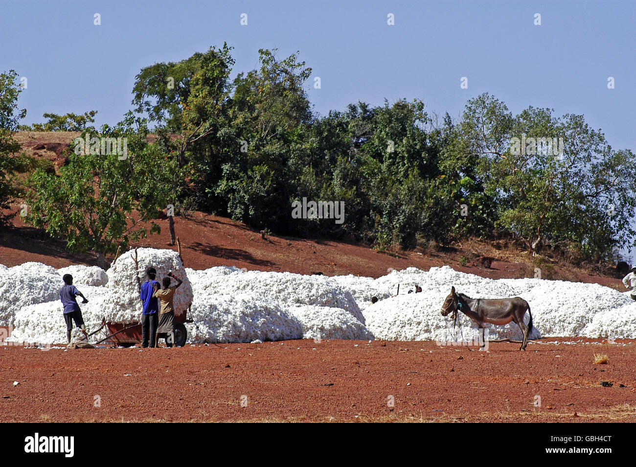 La récolte du coton par des enfants au Burkina Faso Banque D'Images