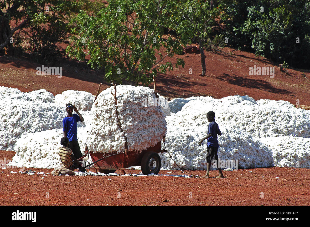 La récolte du coton par des enfants au Burkina Faso Banque D'Images