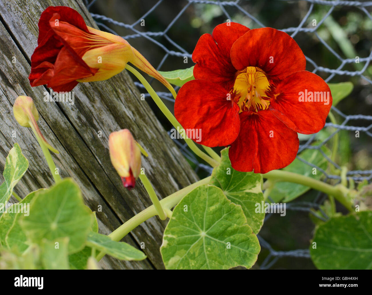 Culture des fleurs de capucine rouge profond contre feuilles vertes sur une vigne escalade une clôture Banque D'Images