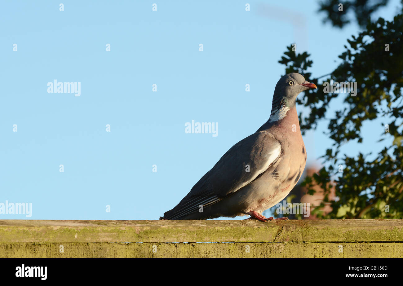 Dodu pigeon ramier - Columba palumbus - est assis sur une barrière en bois au début du soleil du soir. Ciel bleu clair au-delà de l'espace de copie offre. Banque D'Images Dodu pigeon ramier - Columba palumbus - est assis sur une barrière en bois au début du soleil du soir. Ciel bleu clair au-delà de l'espace de copie offre. Banque D'Images