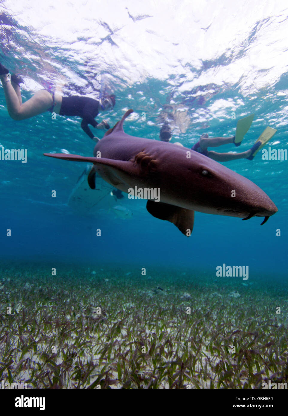 Plongée avec tuba à proximité d'un requin nourrice au Belize à Shark Ray Alley, Hol Chan Marine Reserve. Banque D'Images