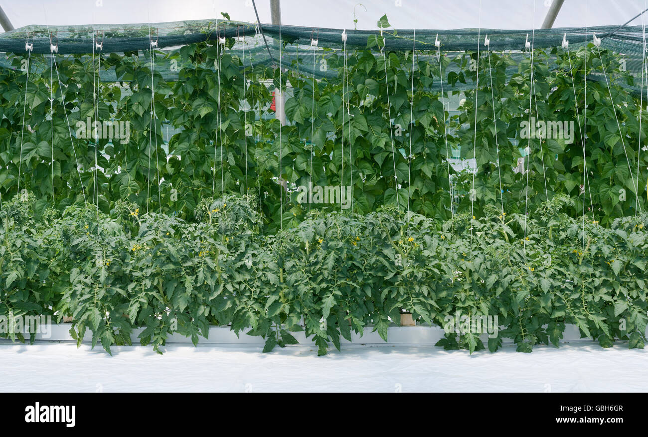 La culture hydroponique de paprika et concombre Hothouse Banque D'Images