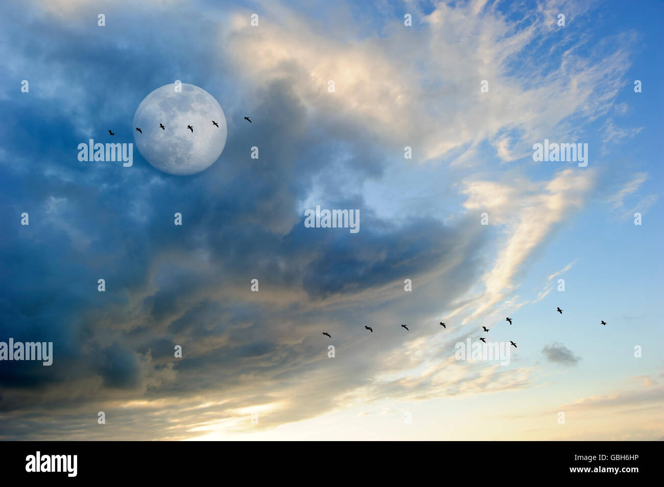 Silhouettes oiseaux lune est un troupeau d'oiseaux volant au crépuscule contre une pleine lune colorés cloudscape. Banque D'Images