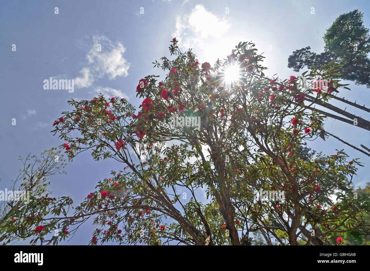 Paysage de Kaluk, à l'ouest du Sikkim, Inde Banque D'Images