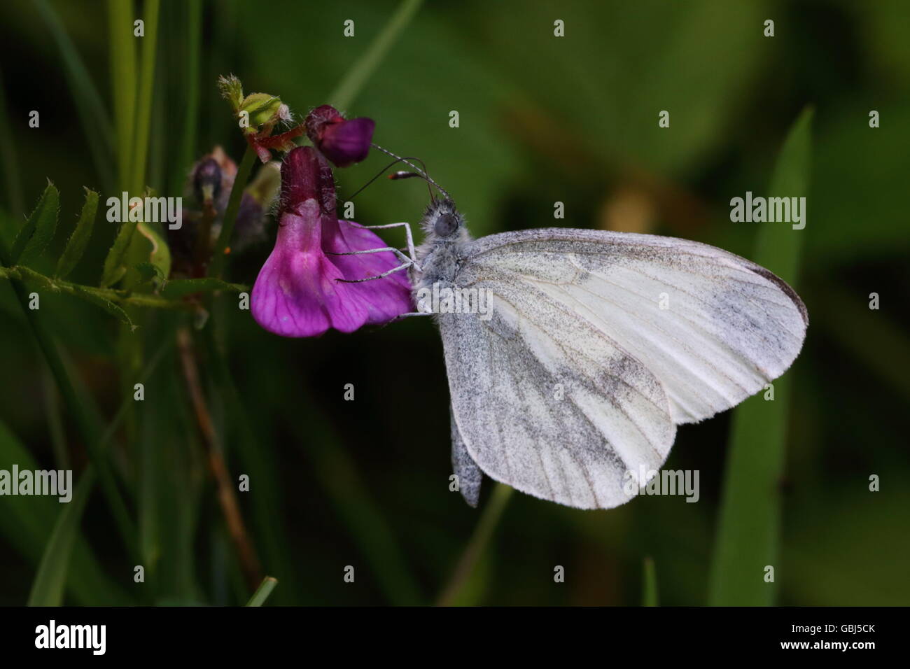 Papillon blanc bois Banque D'Images