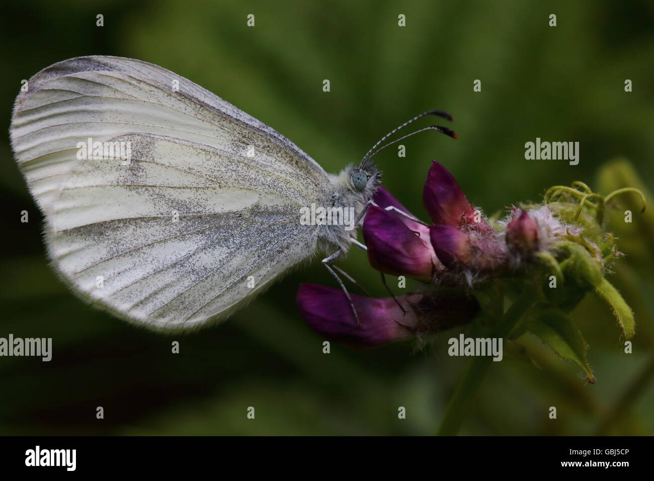 Papillon blanc bois Banque D'Images