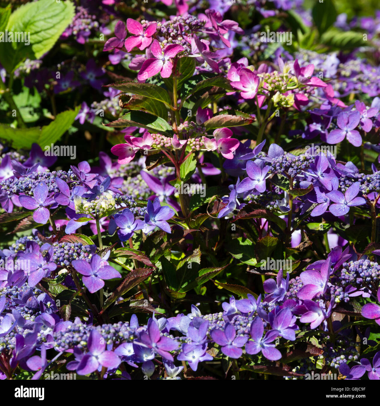 L'ombre rouge, bleu dans les fleurs de l'hortensia lacecap, Hydrangea serrata 'Garden House Beauty' Banque D'Images