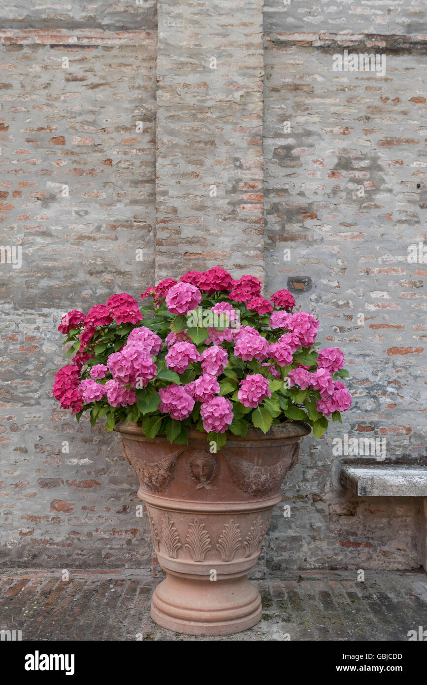 Bouquet de fleurs dans un jardin caché à Ferrare, Italie Banque D'Images