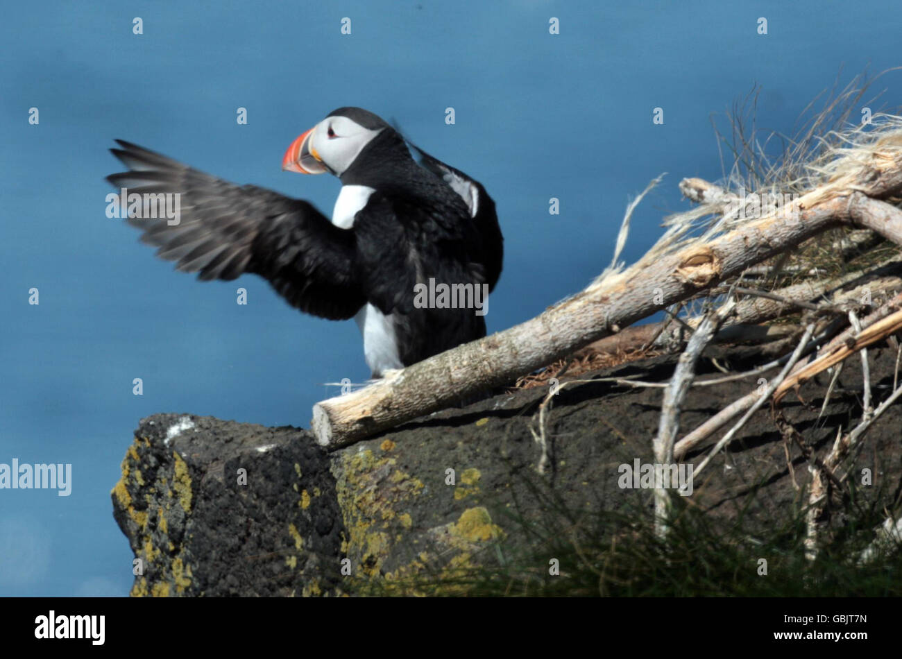 Un macareux au projet SOS Puffin du Centre des oiseaux de mer, un projet de conservation visant à rétablir les macareux sur l'île Craigleith, près du Centre des oiseaux de mer à North Berwick près d'Édimbourg. Banque D'Images