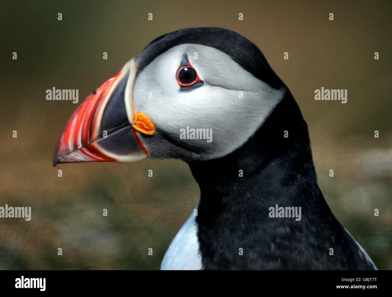 Projet de conservation en vue de rétablir les macareux Banque D'Images