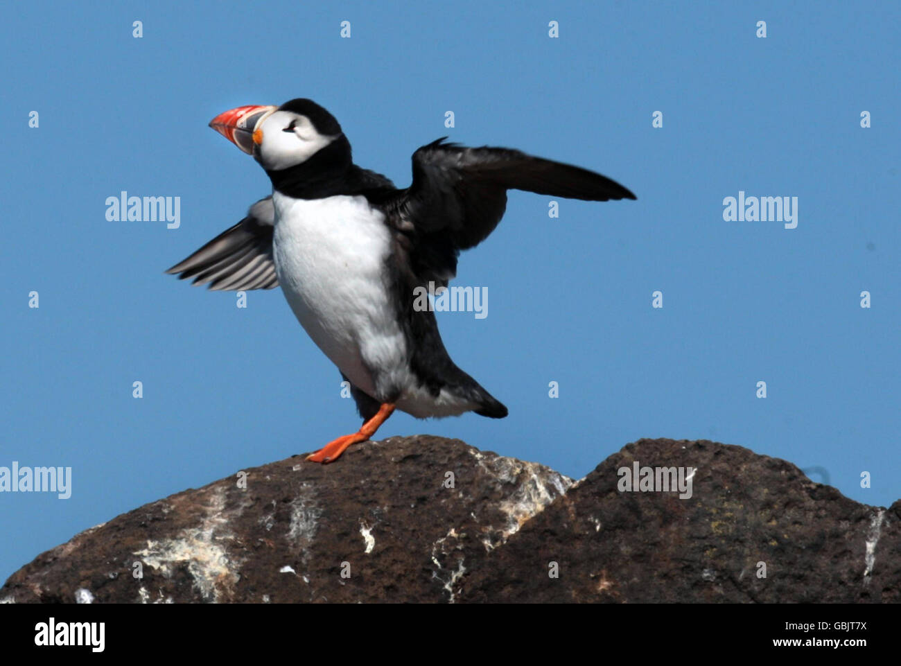 Projet de conservation en vue de rétablir les macareux Banque D'Images