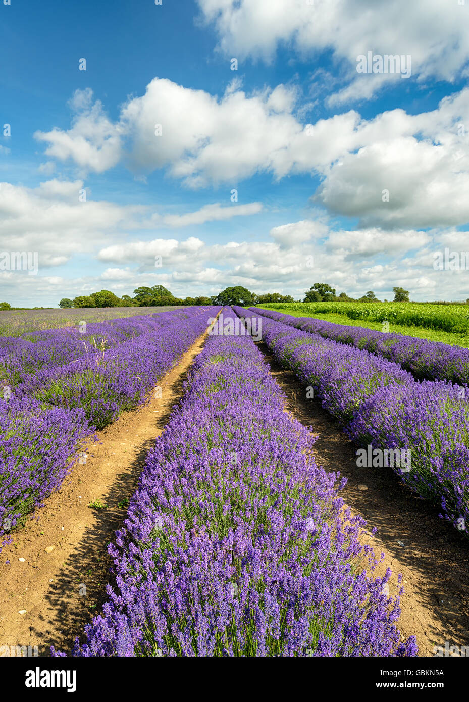 Un champ de lavande en fleurs à Somerset dans la campagne anglaise Banque D'Images