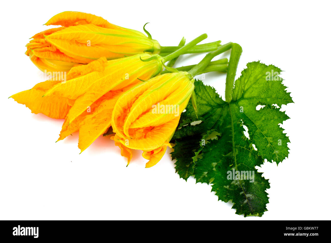 Fleurs de courgettes sur un fond blanc Banque D'Images