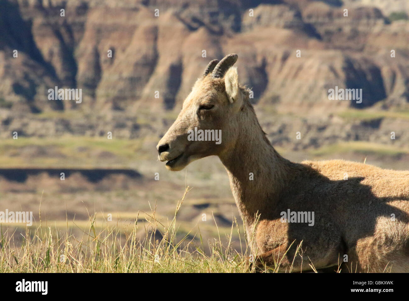 Mouflons à l'état sauvage dans les Badlands National Park (Dakota du Sud) Banque D'Images