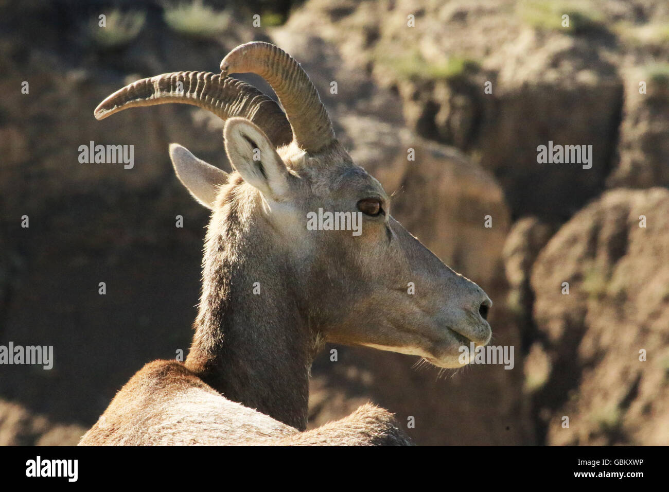 Mouflons de près dans l'état sauvage dans les Badlands National Park (Dakota du Sud) Banque D'Images