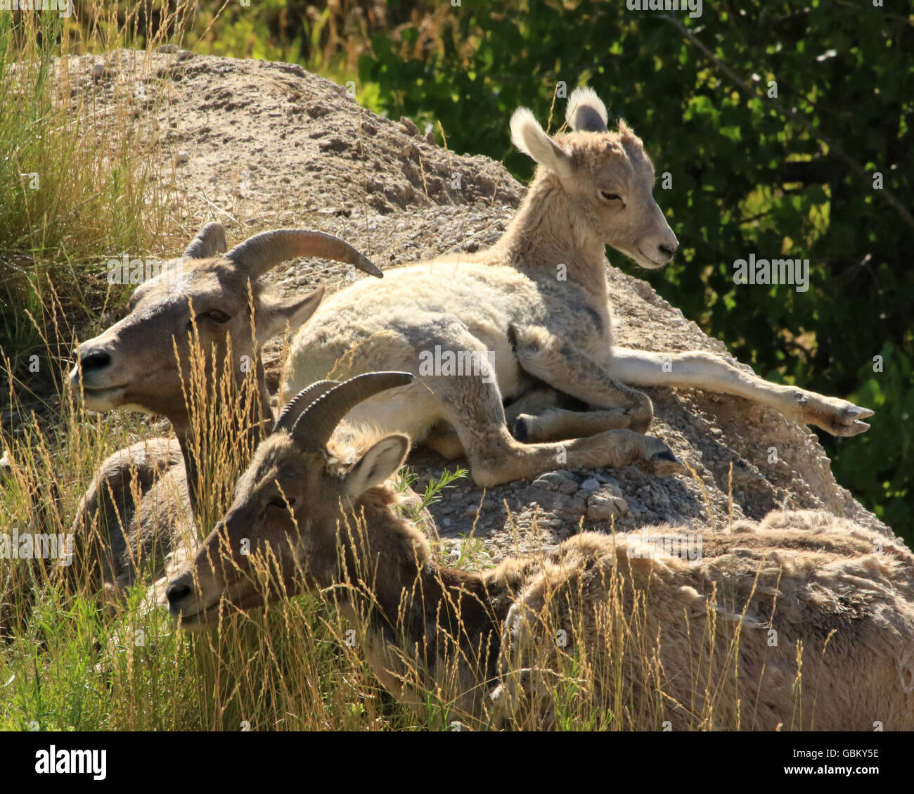 Mouflons de bébé à l'état sauvage dans les Badlands National Park (Dakota du Sud) Banque D'Images