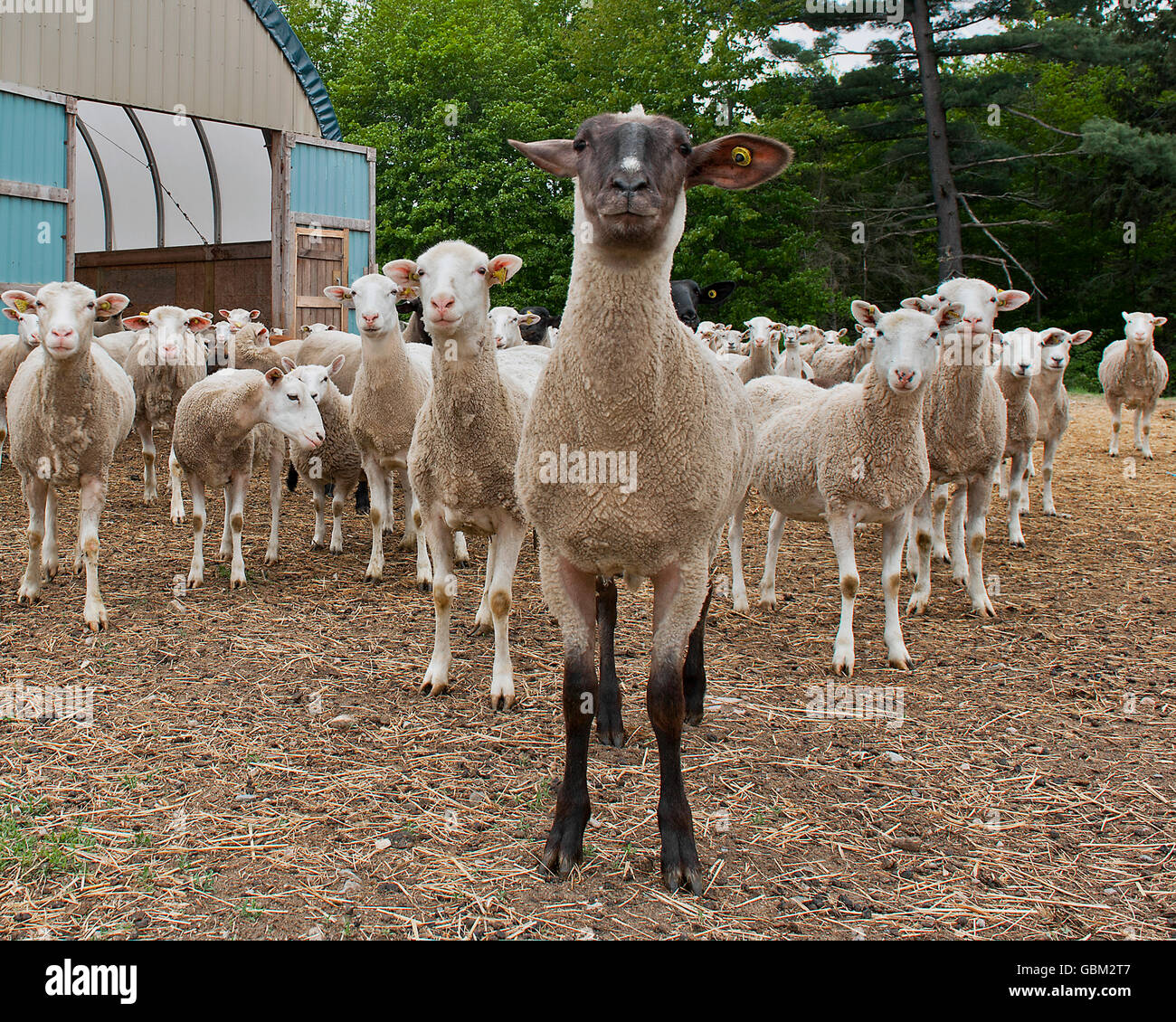 Les moutons à face noire troupeau principal Banque D'Images