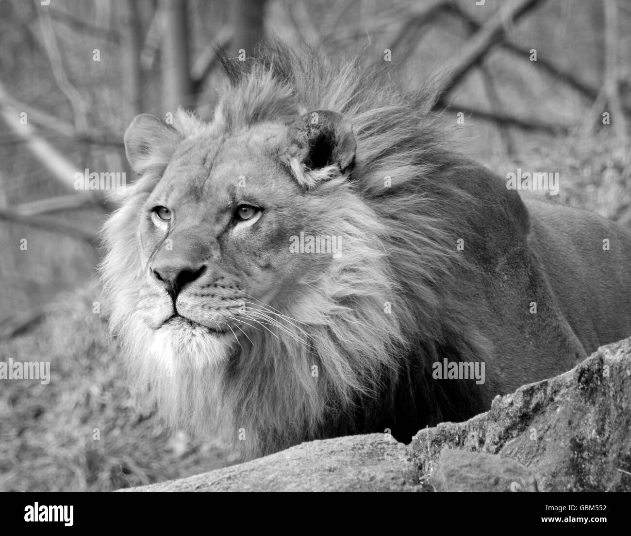 Un Lion au Zoo de Pittsburgh Banque D'Images