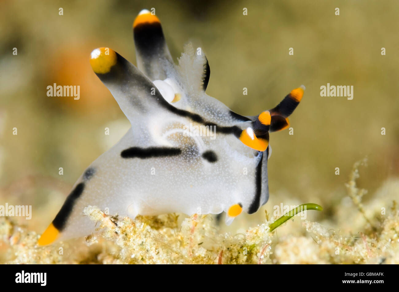 Limace de mer ou Thecacera picta, nudibranches, avec parasite copépode. Le cas des oeufs du copépode peut être vu dans les branchies. Banque D'Images