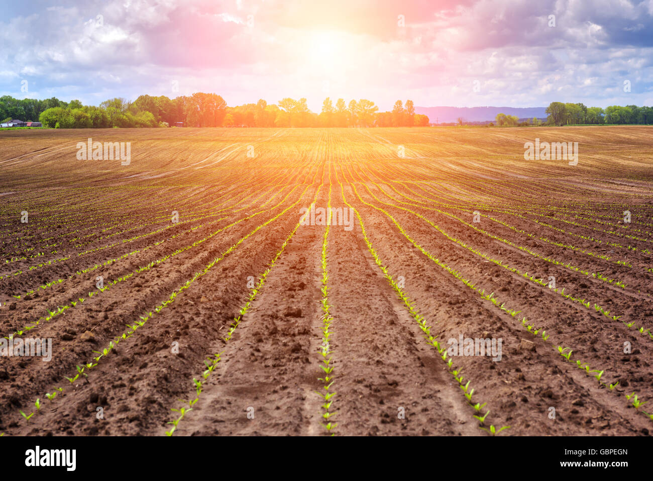 Champ de betteraves à sucre et le coucher du soleil Banque D'Images