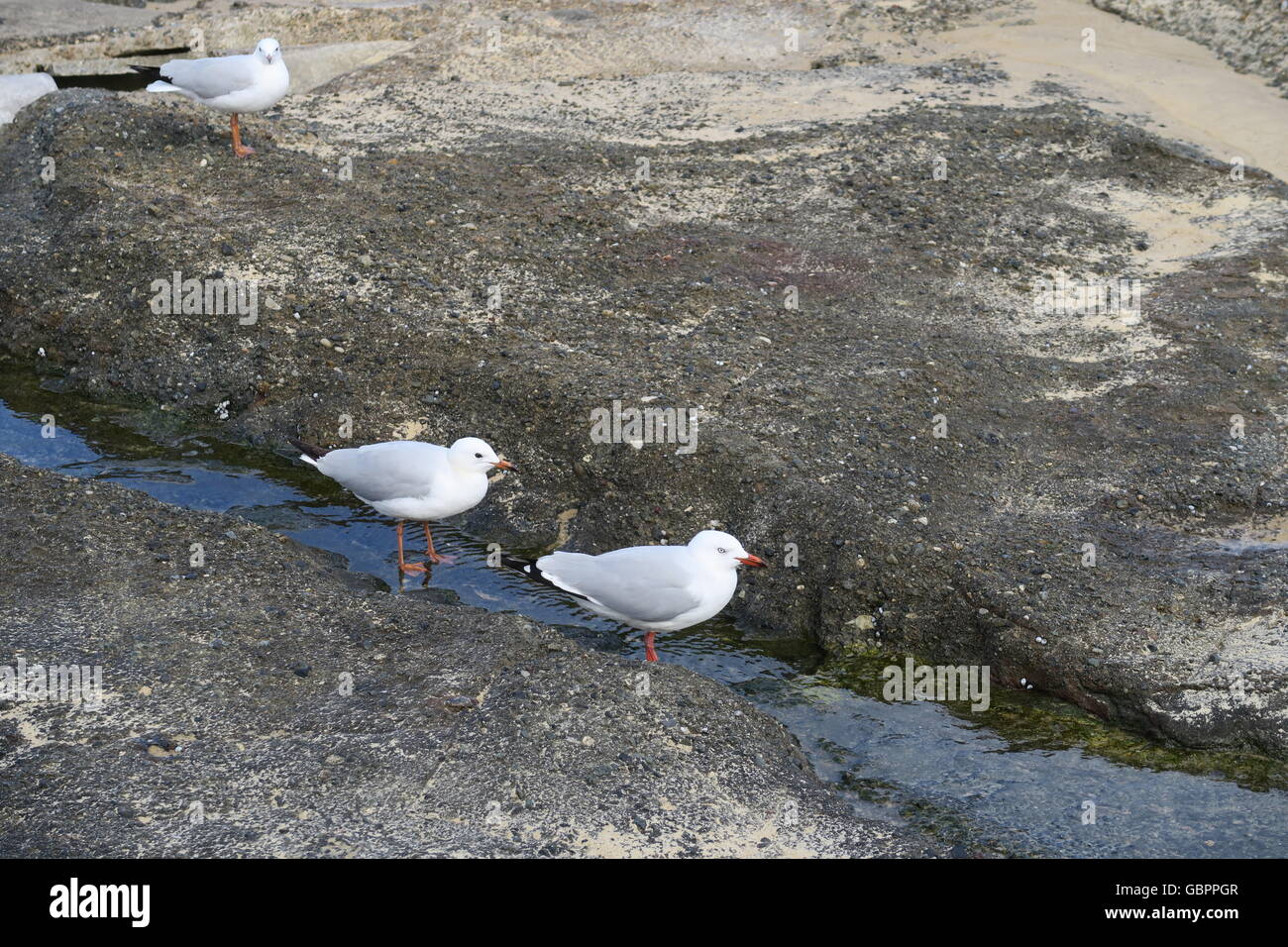 Deux Seagull on Rocks Banque D'Images