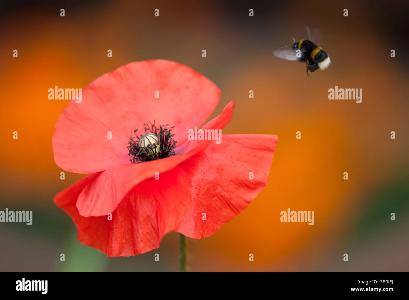 Bourdon à queue de buf terrestre, volant vers un coquelicot rouge Banque D'Images