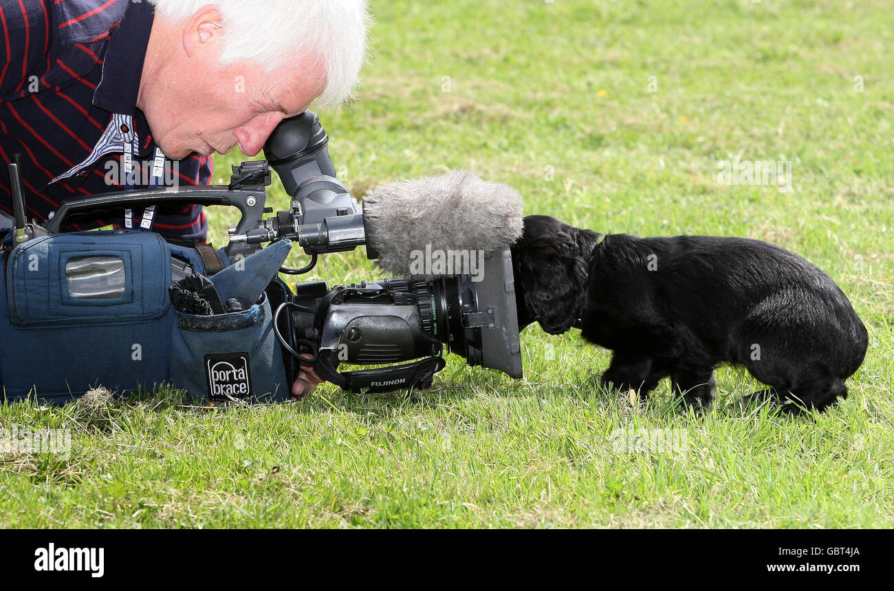 Copper un Cocker Spaniel de neuf semaines enquête sur une caméra de télévision lors d'une séance photo où l'épagneul a été remis à l'association caritative cancer & Biodetectation Dogs par la police de Strathclyde au Scottish police Dog Training Center, dans le parc national de Pollock. Banque D'Images