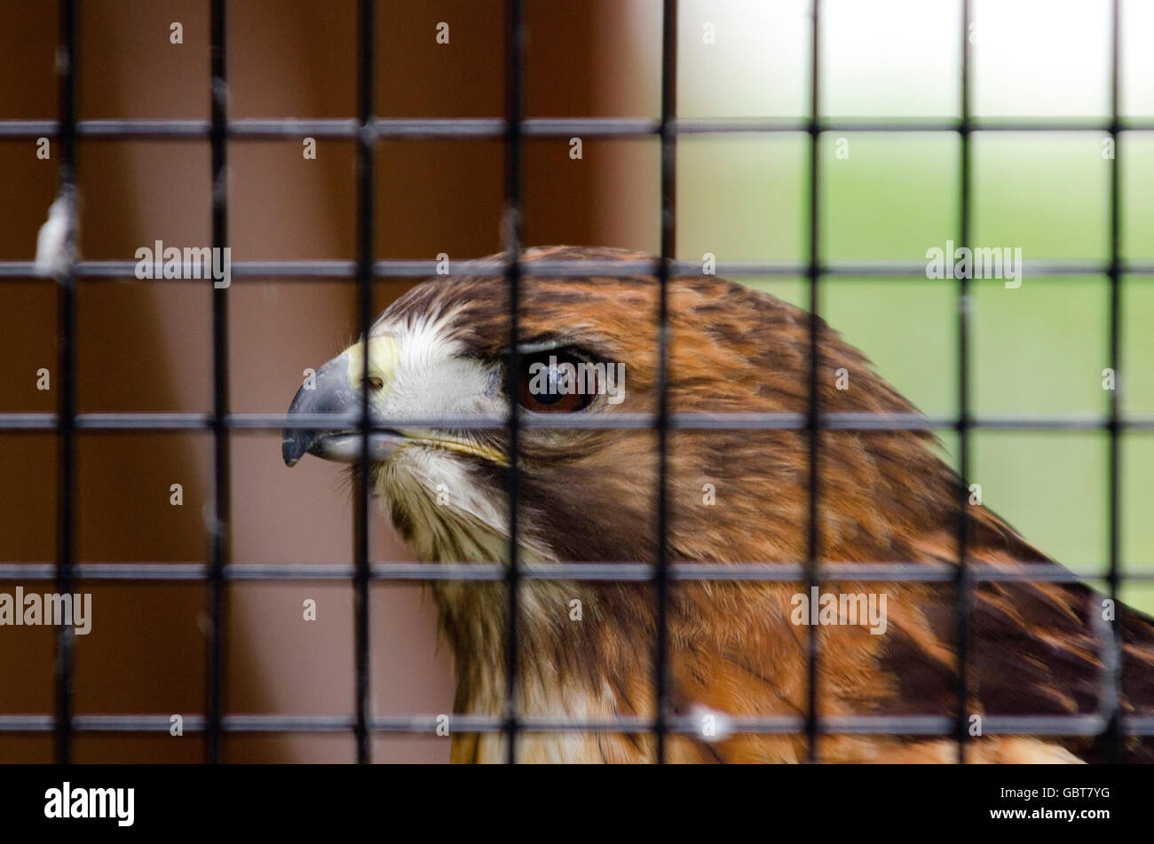 Buse à queue rouge en captivité Banque D'Images