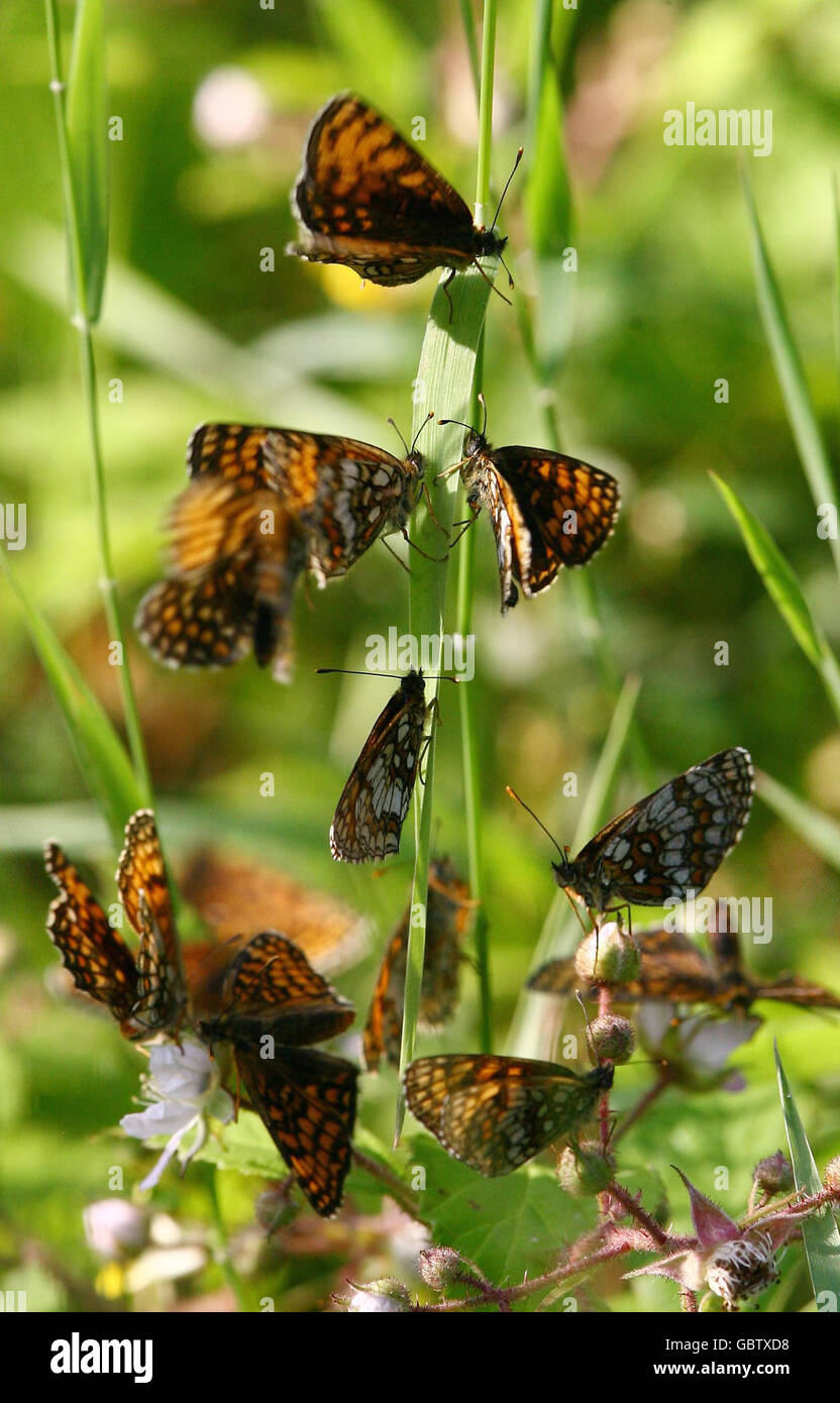 Blean Woods papillons retour à Banque D'Images