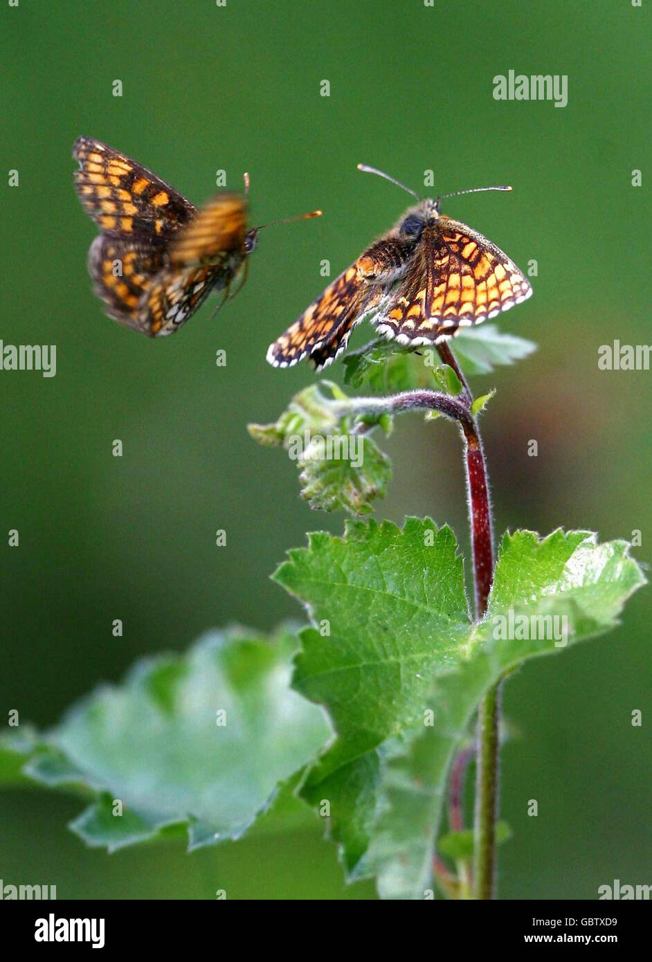 Les papillons fritillaires de Heath, rares au Royaume-Uni, sont retournés en grand nombre à Blean Woods, près de Canterbury dans le Kent. Banque D'Images