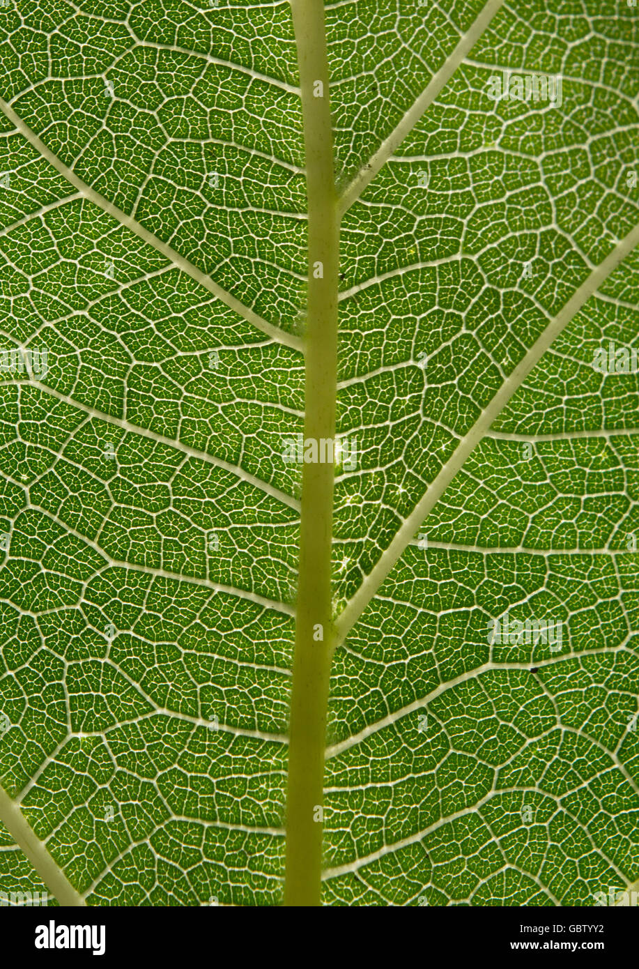 Texture de fond de la feuille verte, macro, Close up Banque D'Images