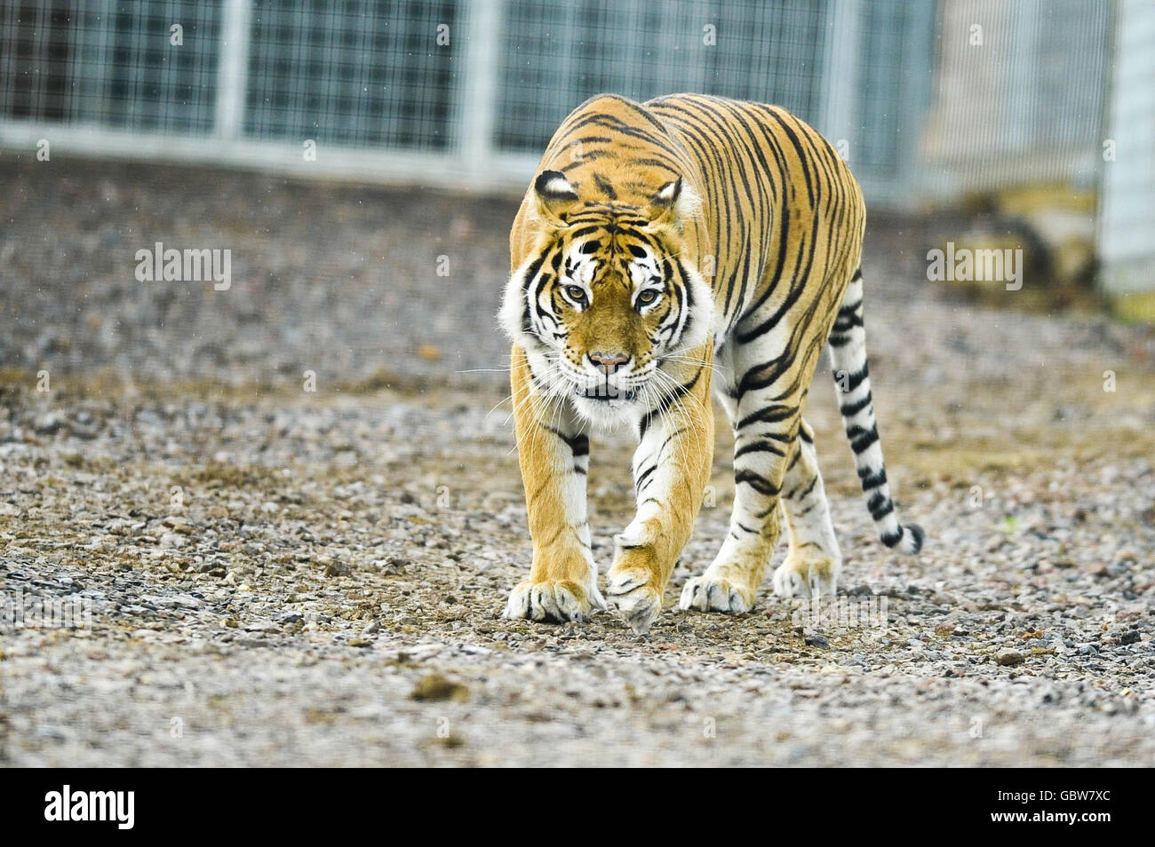 Tira le tigre Banque D'Images