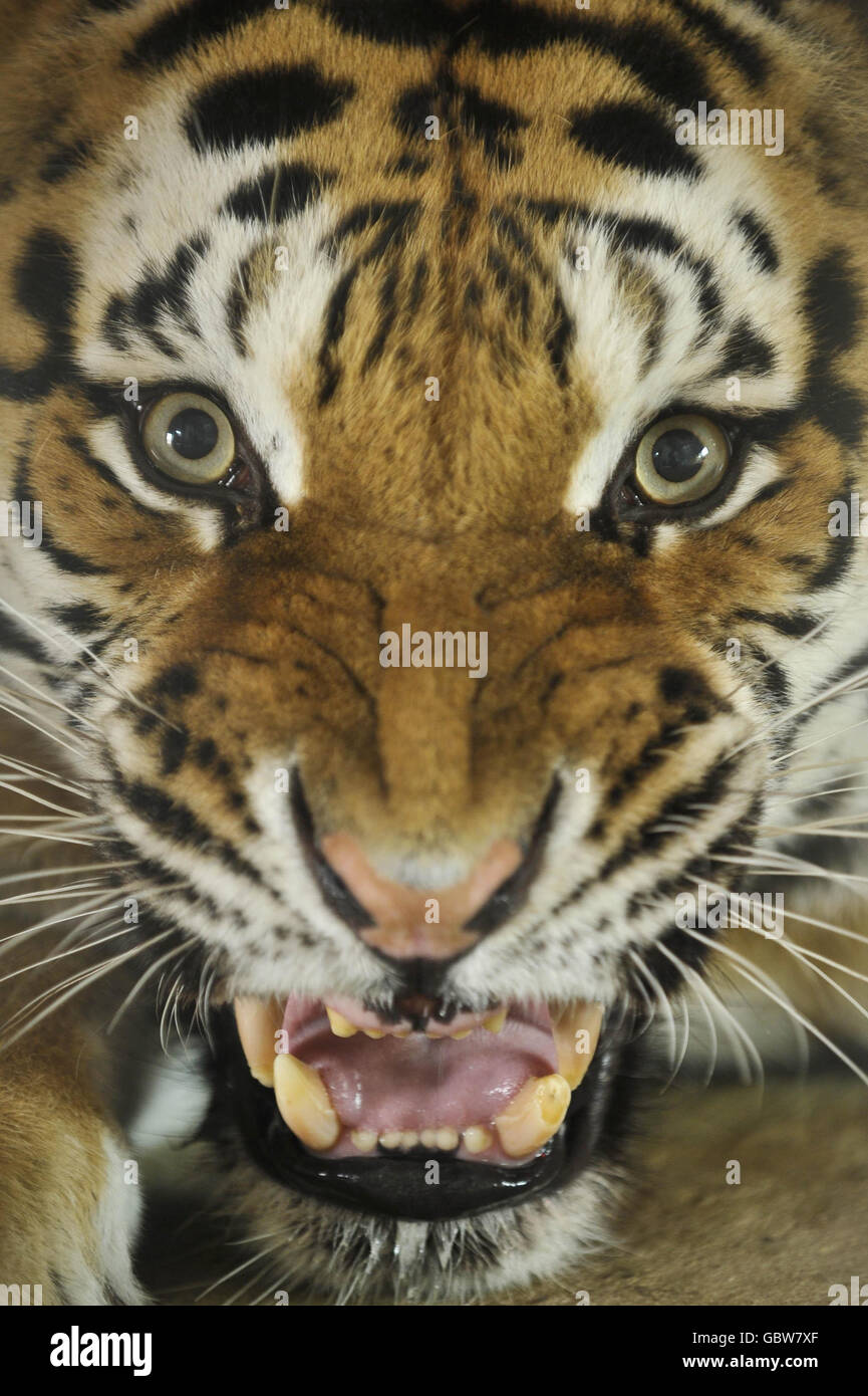 Tira le tigre Banque D'Images