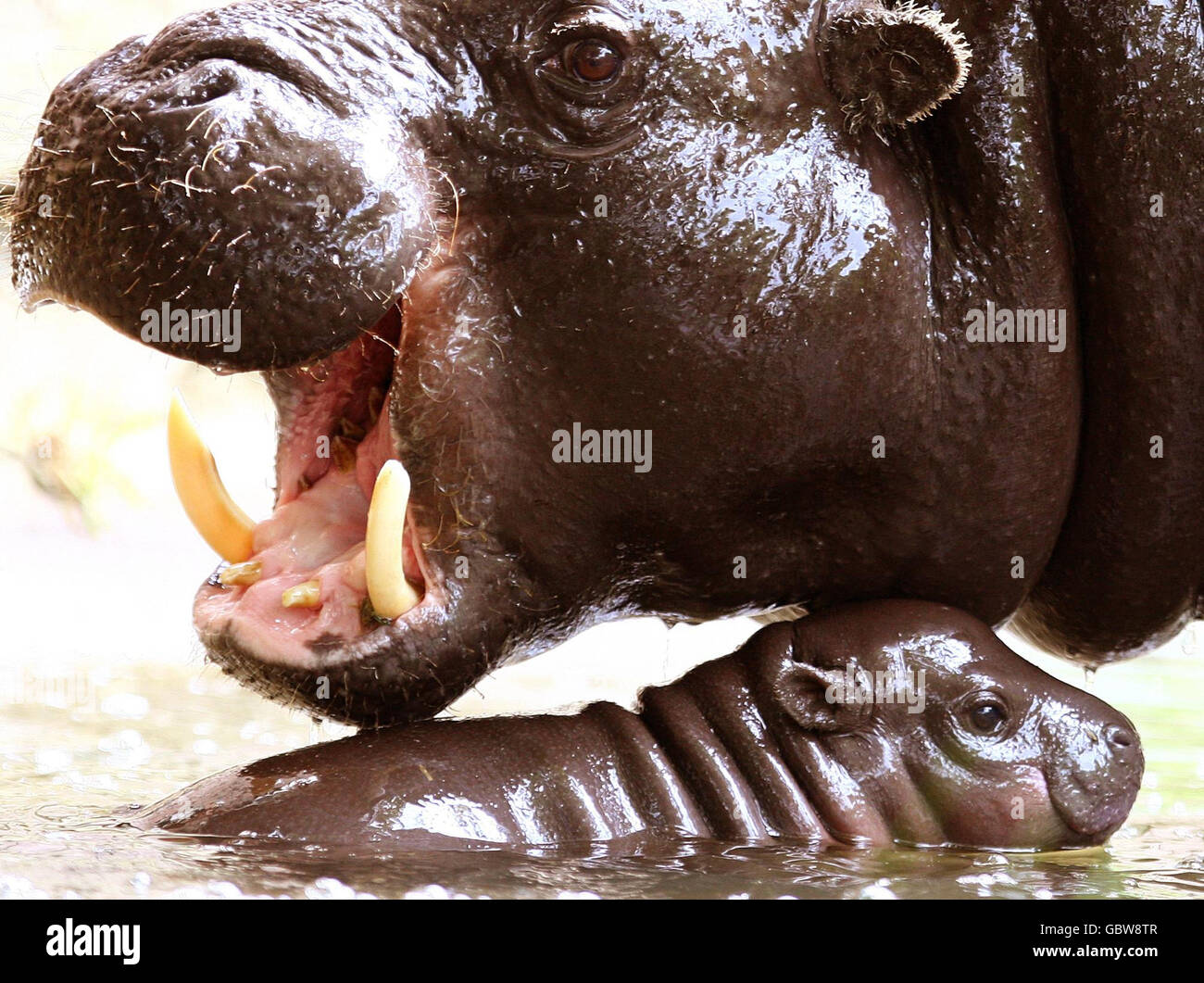 Un Bebe Pygmy Hippopotamus Leishan Le Nom De Qui Signifie Don En Afrique De L Ouest Avec La Mere Ellen Au Zoo D Edimbourg En Ecosse Photo Stock Alamy Un Bebe Pygmy Hippopotamus Leishan Le Nom De Qui Signifie Don En Afrique De L Ouest Avec La Mere Ellen Au Zoo D Edimbourg En Ecosse Photo Stock Alamy