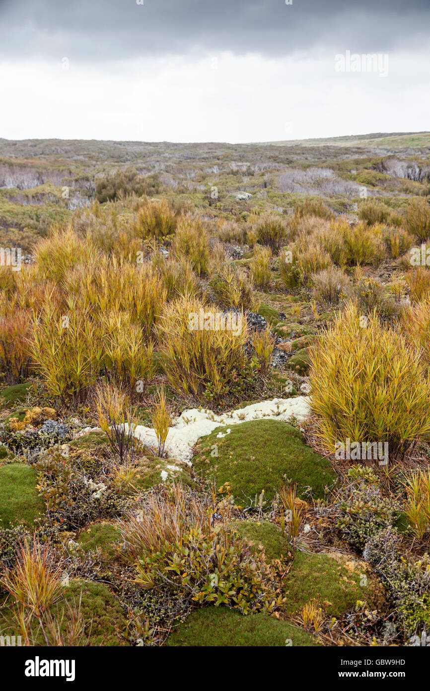 Domaine de mégaherbes à Enderby Island, îles Auckland, Nouvelle-Zélande Banque D'Images