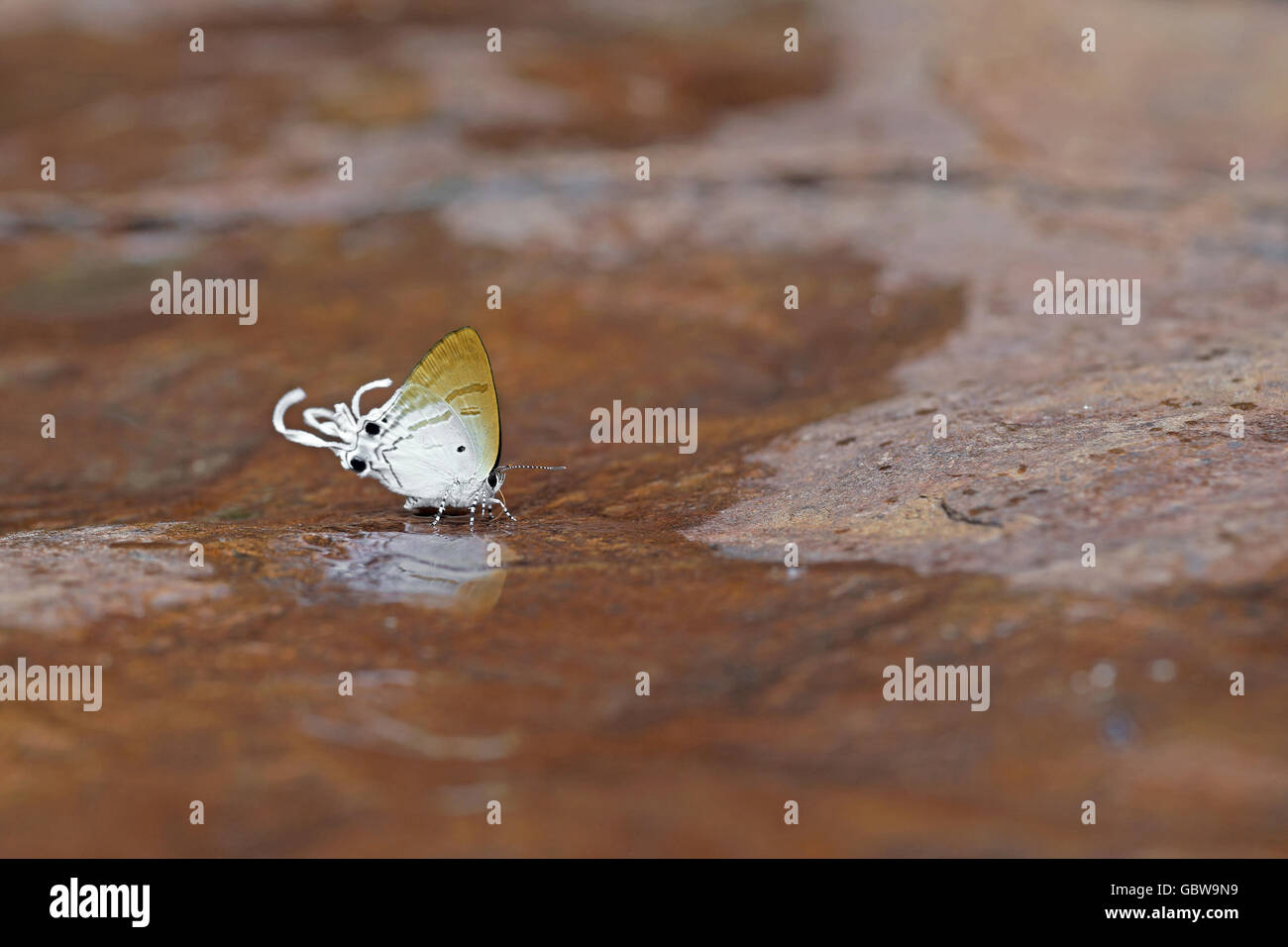 Gros plan du beau papillon dans la nature Banque D'Images