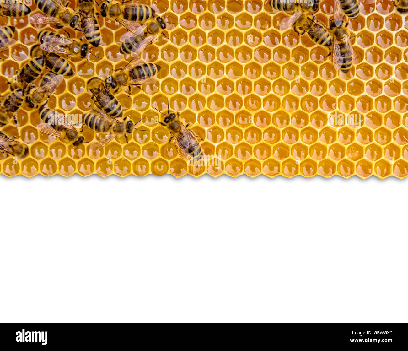 Avec nid d'abeilles, isolé sur fond blanc. Copyspace pour le texte Banque D'Images