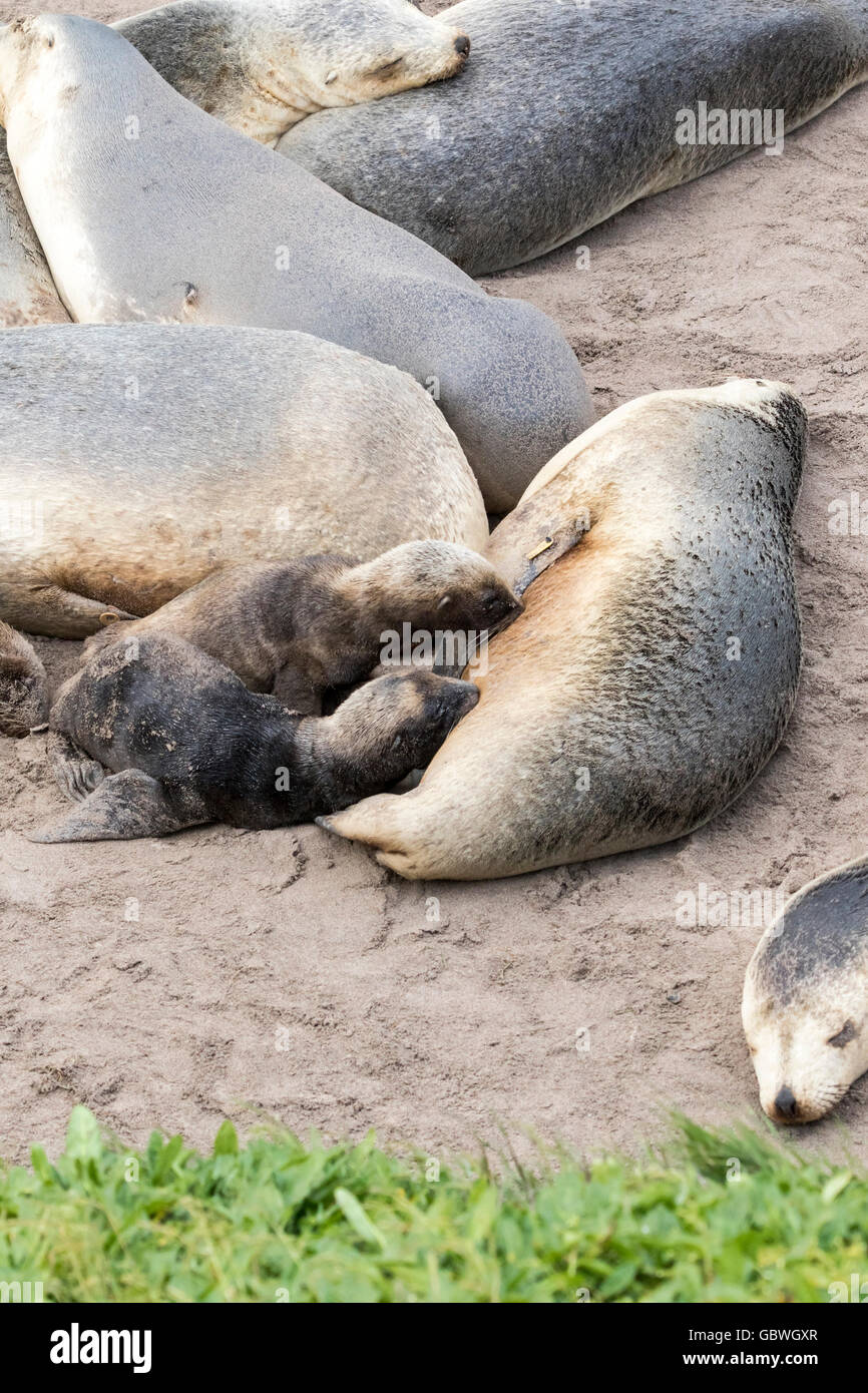 Lion de mer de Hooker femelle allaitant deux petits à Sandy Bay, Enderby Island, îles Auckland, sub-antarctiques de Nouvelle-Zélande Banque D'Images