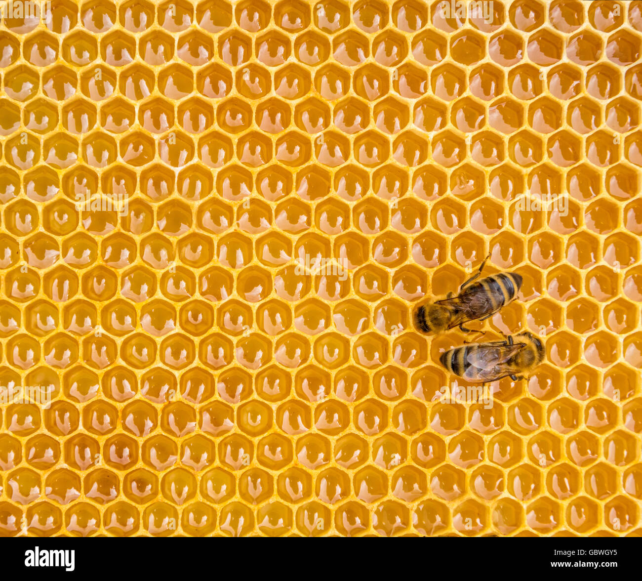 Vue rapprochée du groupe les abeilles sur le miel des cellules, copyspace pour le texte Banque D'Images