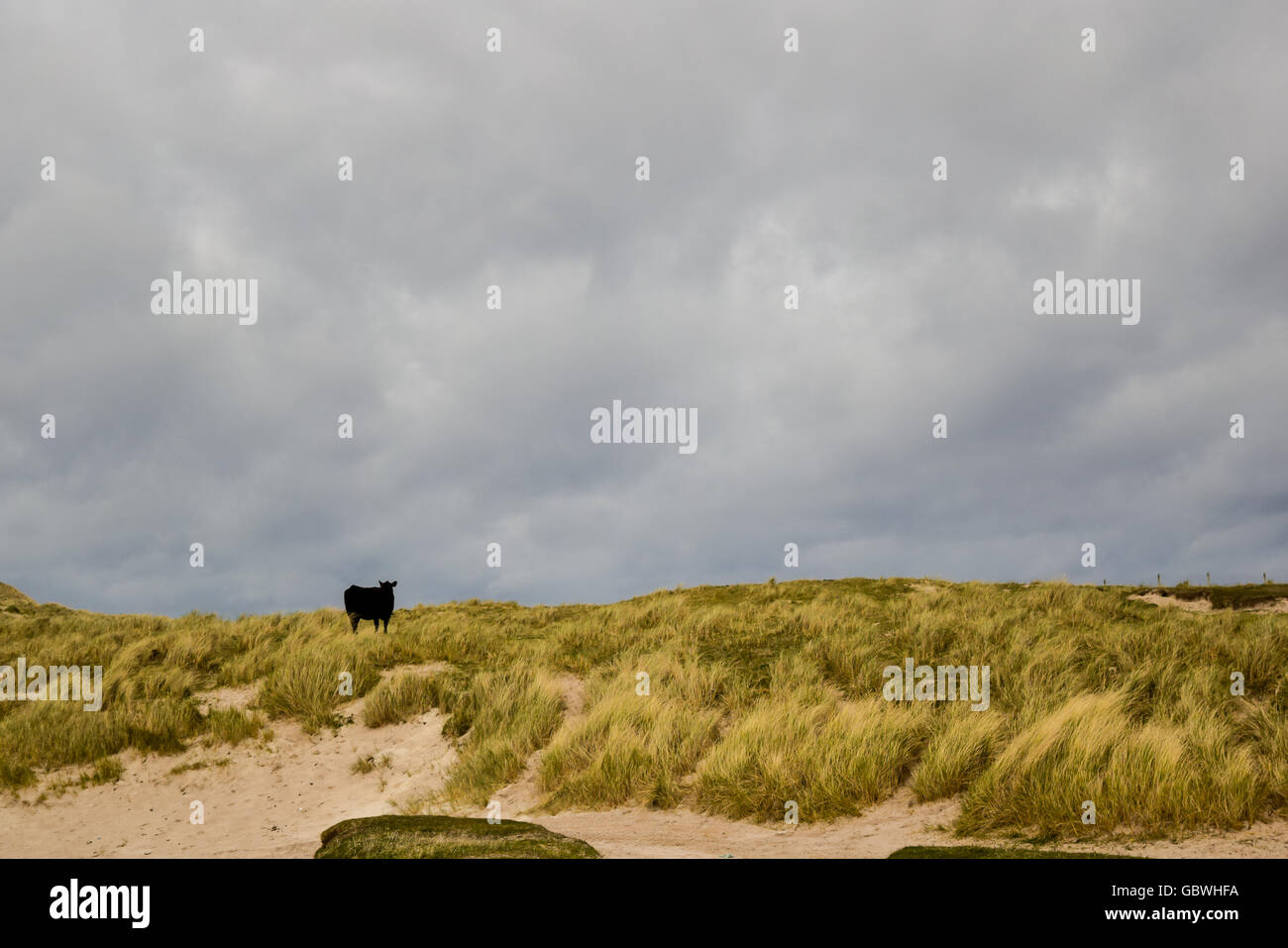 Vache sur l'herbe Banque D'Images