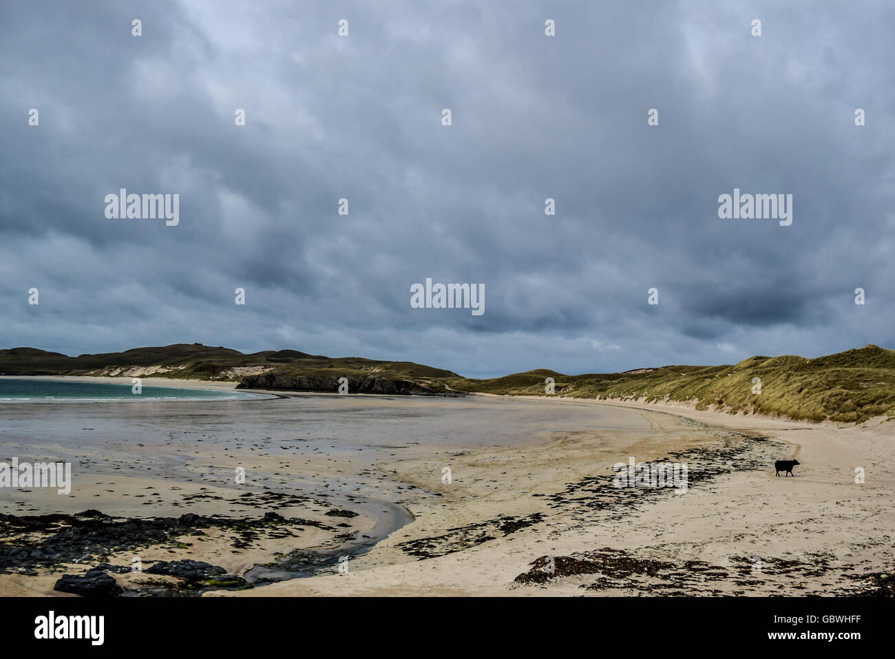 Vache sur la plage Banque D'Images