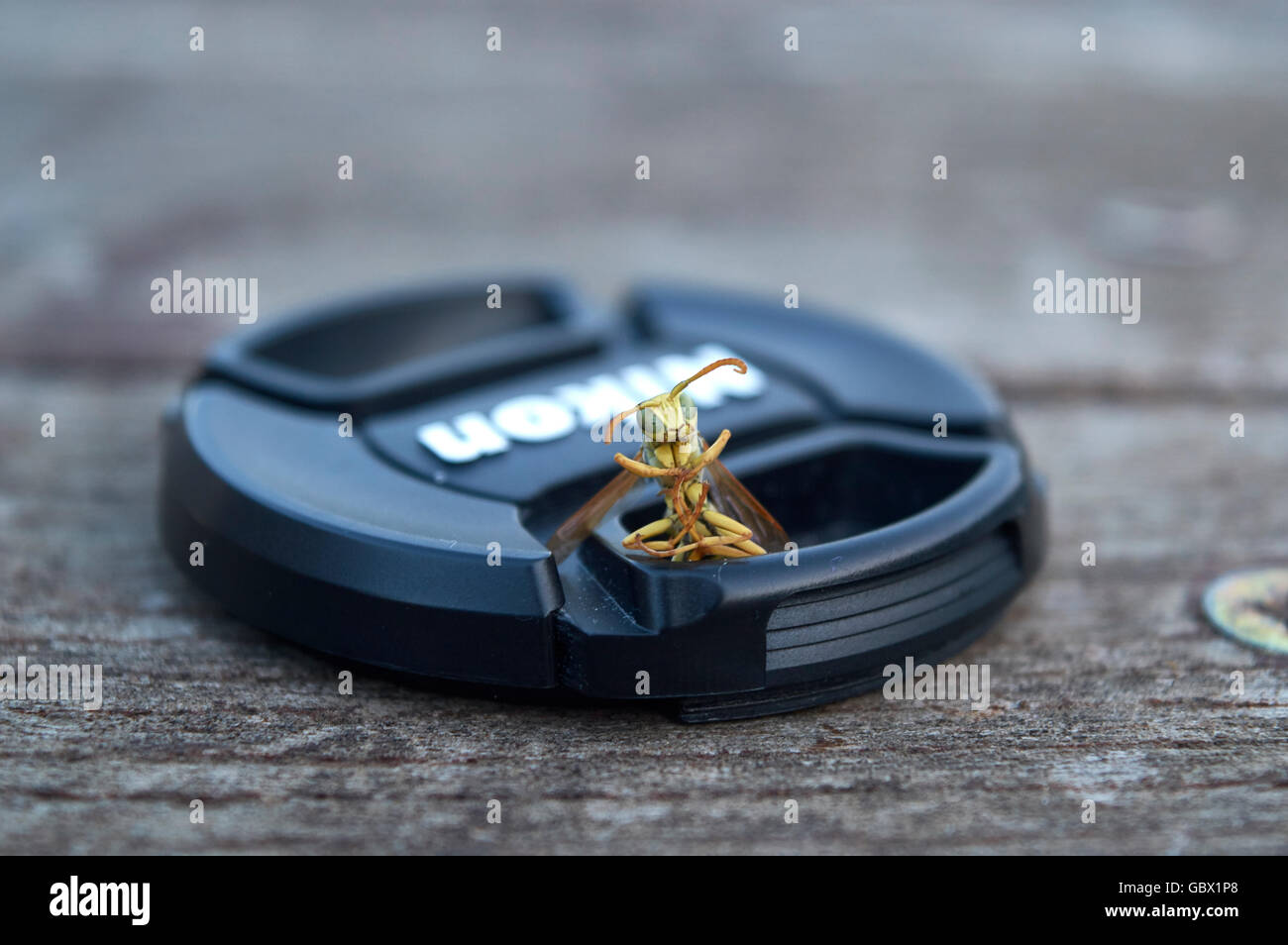 Une guêpe sur capot Nikon Banque D'Images