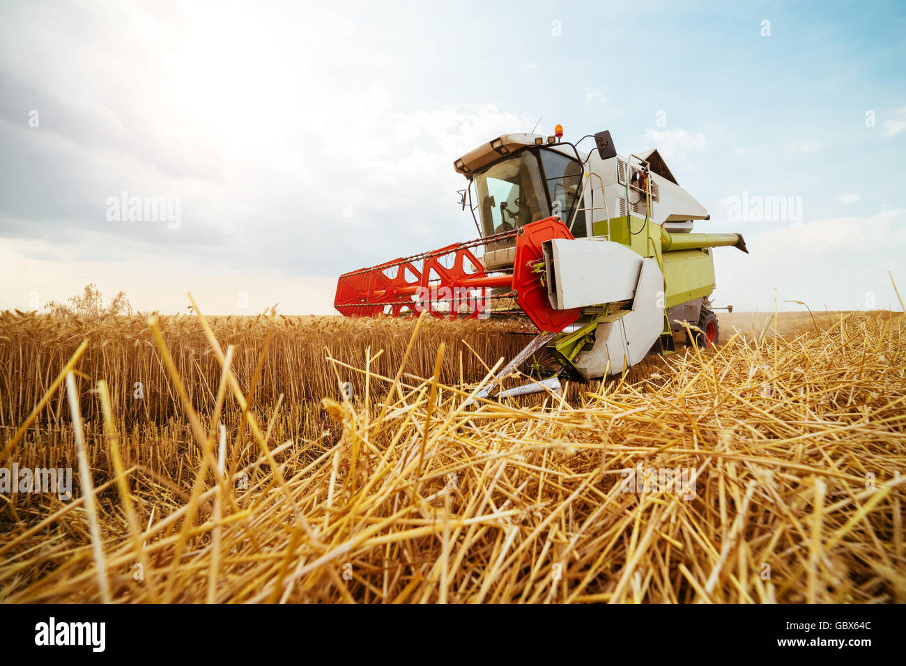 Moissonneuse batteuse en action sur le champ de blé Banque D'Images