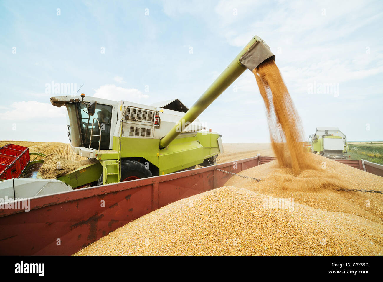 Moissonneuse batteuse en action sur le champ de blé Banque D'Images