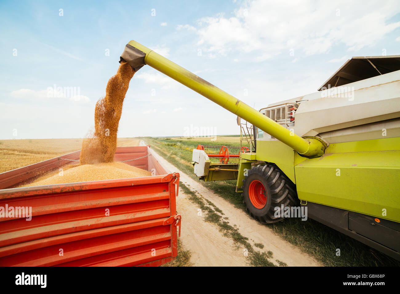 Moissonneuse batteuse en action sur le champ de blé Banque D'Images