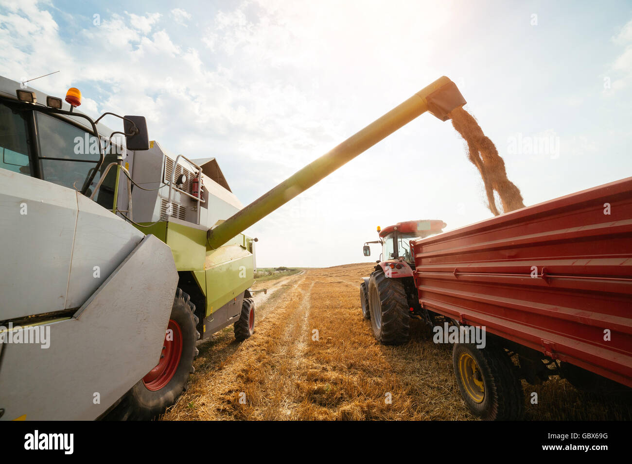 Moissonneuse batteuse en action sur le champ de blé Banque D'Images