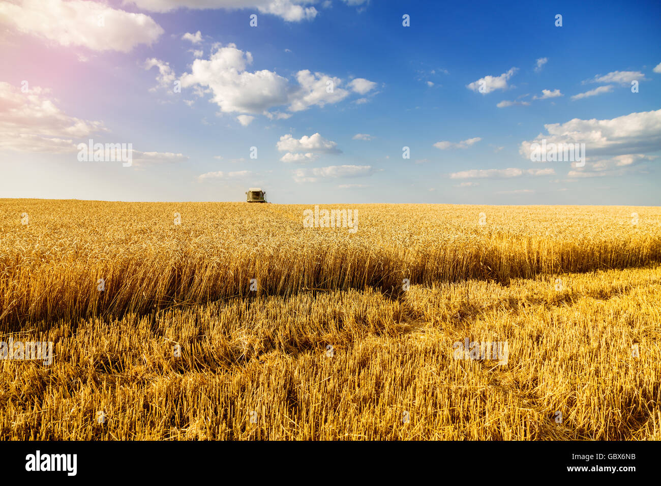 Moissonneuse batteuse en action sur le champ de blé Banque D'Images